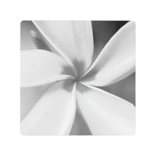 Impresión En Metal Plumeria - Retrato de macro blanco y negro