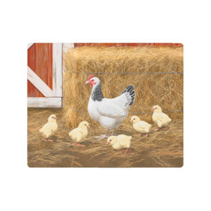 Impresión En Metal Pollo Sussex Mama Hen y Chicas