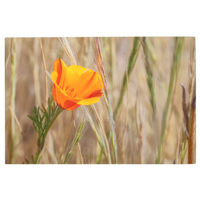 Impresión En Metal Poppy de California (Anverso)