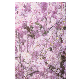 Impresión En Metal Primavera de flores de cerezo