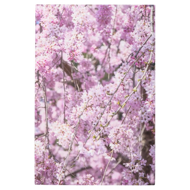 Impresión En Metal Primavera de flores de cerezo (Anverso)