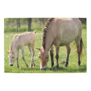 Impresión En Metal Przewalski's Horse and Foal Grazing