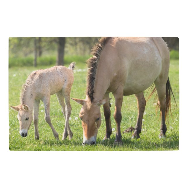 Impresión En Metal Przewalski's Horse and Foal Grazing (Anverso)