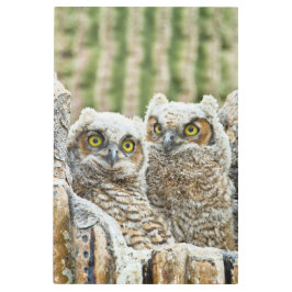 Impresión En Metal ¿Quién está ahí, Par de Lechuza?