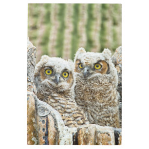 Impresión En Metal ¿Quién está ahí, Par de Lechuza?