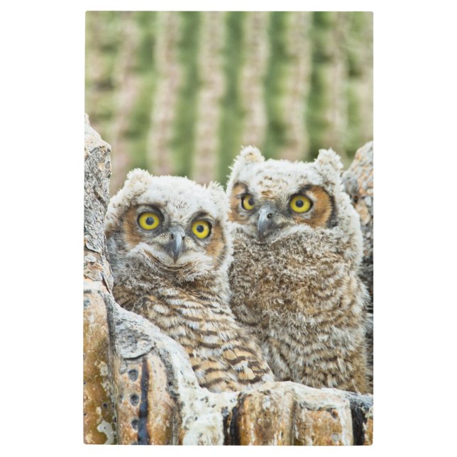 Impresión En Metal ¿Quién está ahí, Par de Lechuza? (Anverso)