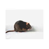 Rat 14x11 (35x27,5cm) wamecnm