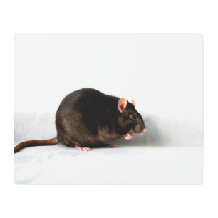 Impresión En Metal Rat 20x16 (50x40cm) wamecna