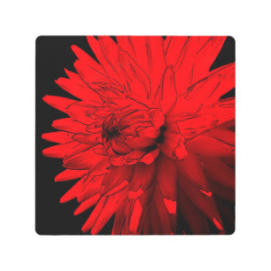 Impresión En Metal Red Hot Dahlia Flower Art