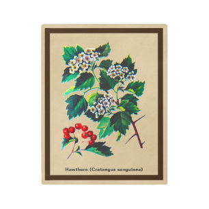 Impresión En Metal Redhaw Hawthorn En Papel Antiguo