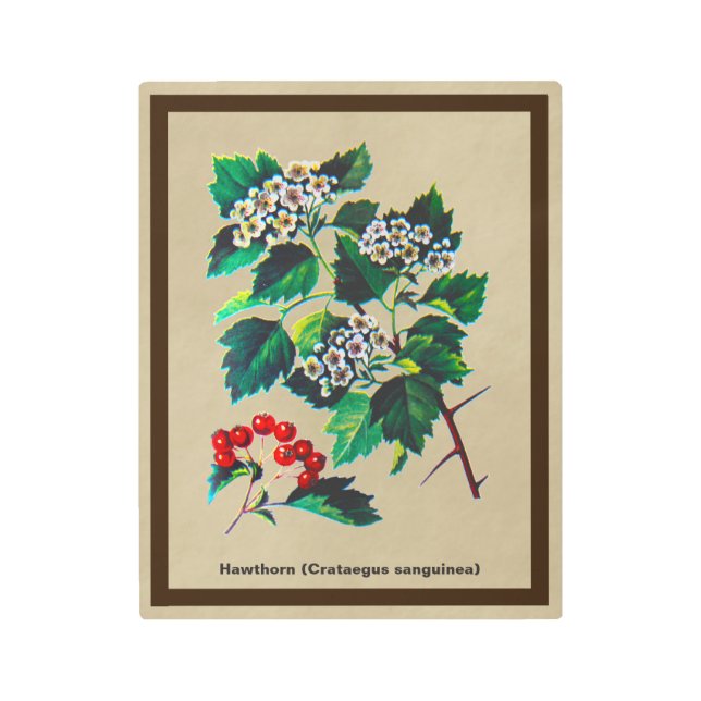 Impresión En Metal Redhaw Hawthorn En Papel Antiguo (Anverso)