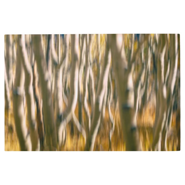 Impresión En Metal Resumen del bosque de Aspen (Anverso)