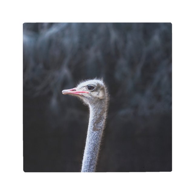 Impresión En Metal retrato de avestruz (Anverso)