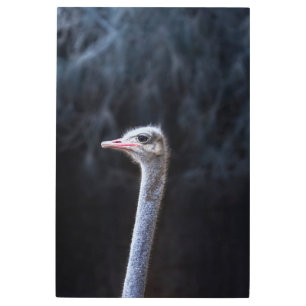 Impresión En Metal retrato de avestruz