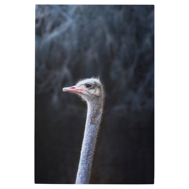 Impresión En Metal retrato de avestruz (Anverso)