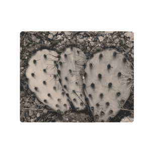 Impresión En Metal Retrato de Cactus Sepia Fotografía