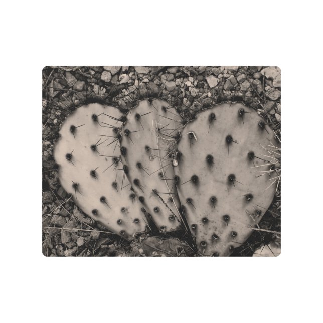 Impresión En Metal Retrato de Cactus Sepia Fotografía (Anverso)