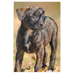 Impresión En Metal Retrato de perfil de pinzas