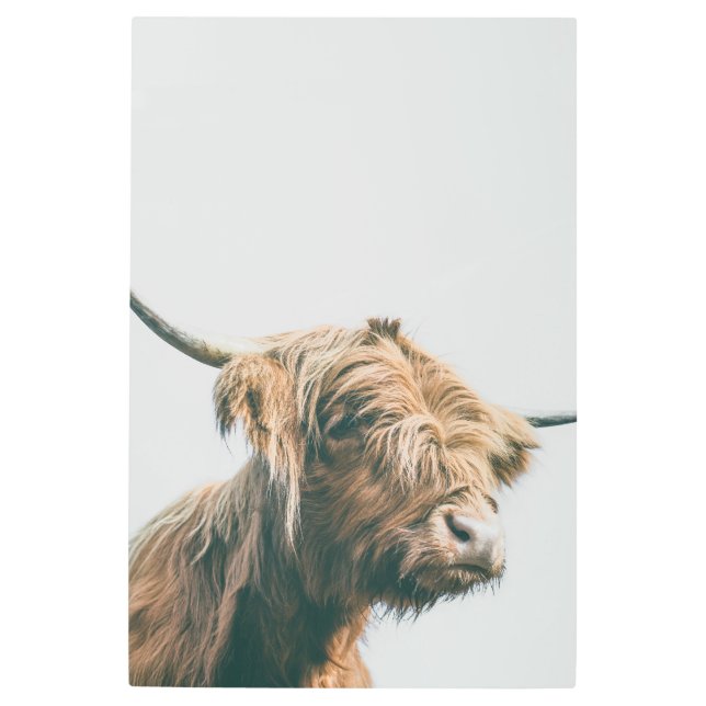 Impresión En Metal Retrato majestuoso de vaca Highland (Anverso)