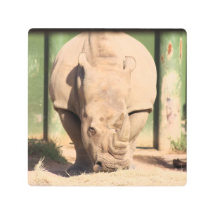 Impresión En Metal Rinoceronte blanco
