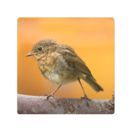 Impresión En Metal Robin De Bebé En Una Rama De Árbol