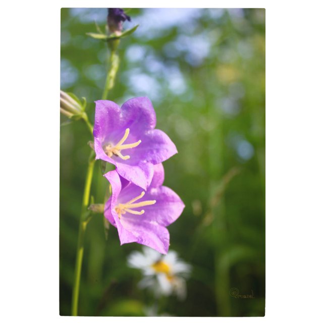 Impresión En Metal Romantic Flowers – Botanical Fantasy Boho (Anverso)