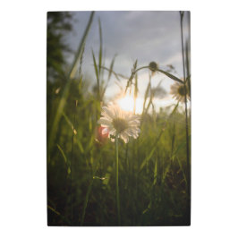 Impresión En Metal Romantic Flowers – Botanical Fantasy Daisy