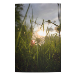 Impresión En Metal Romantic Flowers – Botanical Fantasy Daisy