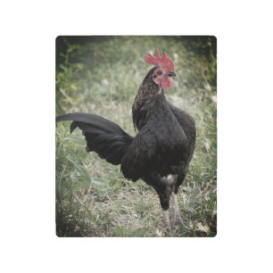 Impresión En Metal Rooster de lucha