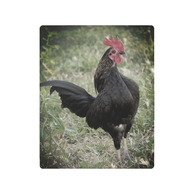 Impresión En Metal Rooster de lucha (Anverso)