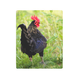 Impresión En Metal Rooster de lucha