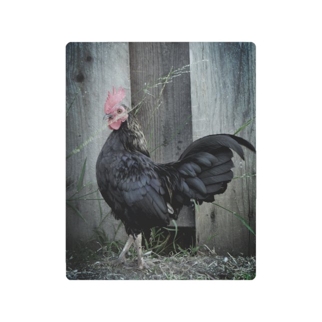 Impresión En Metal Rooster de lucha (Anverso)