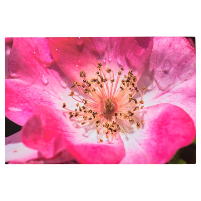 Impresión En Metal Rosa (Anverso)