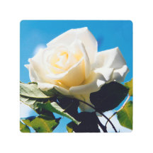 Rosa blanca bajo cielo azul