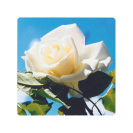 Impresión En Metal Rosa blanca bajo cielo azul