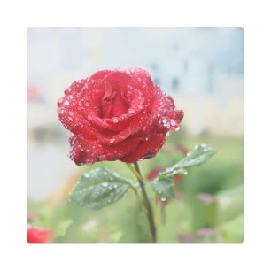 Impresión En Metal Rosa en gotas de lluvia