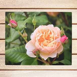 Impresión En Metal Rosa Naranja pálido y brotes