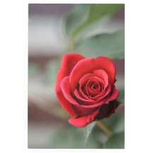 Impresión en metal Rosa Roja Elegancia Fotografía