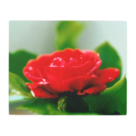 Impresión En Metal Rosa roja matutina cubierta de rocío