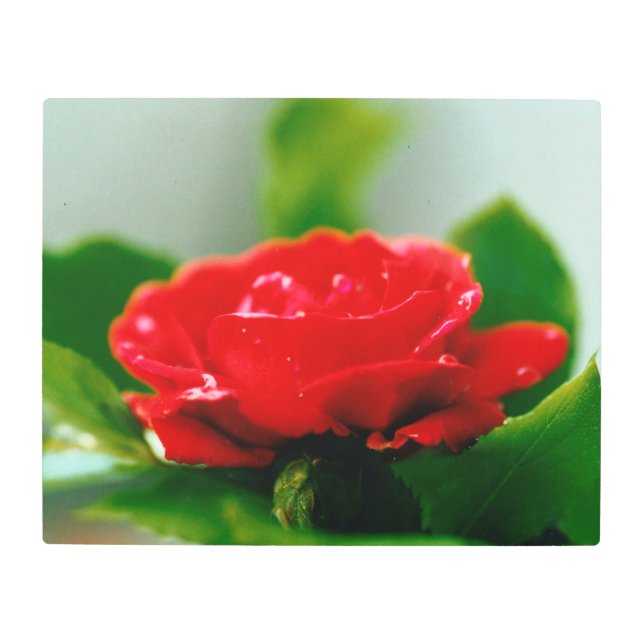 Impresión En Metal Rosa roja matutina cubierta de rocío (Anverso)