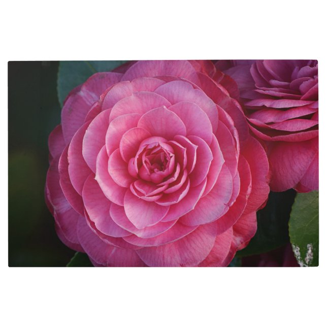 Impresión En Metal Rosa Rosa Rosa Hermosa Sala Elegante Habitación Of (Anverso)