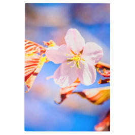 Impresión En Metal Rosa Sakura Flower Blue Sky