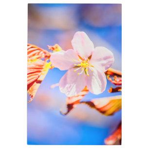Impresión En Metal Rosa Sakura Flower Blue Sky