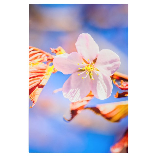 Impresión En Metal Rosa Sakura Flower Blue Sky (Anverso)