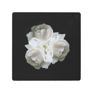 Impresión En Metal Rosas Blancas Con Gotas De Lluvia