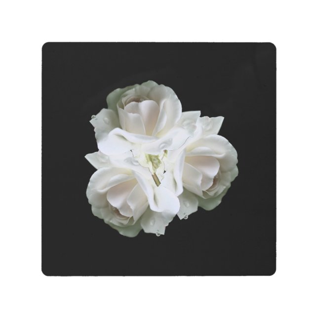 Impresión En Metal Rosas Blancas Con Gotas De Lluvia (Anverso)