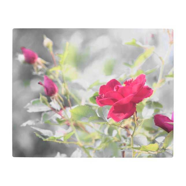 Impresión En Metal Roses rojos con negro y blanco (Anverso)
