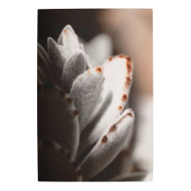 Sage Green Succulum Con Tips Marrones