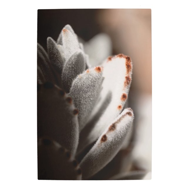 Impresión En Metal Sage Green Succulum Con Tips Marrones (Anverso)