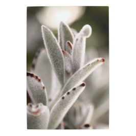 Impresión En Metal Sage Green Succulum Con Tips Marrones